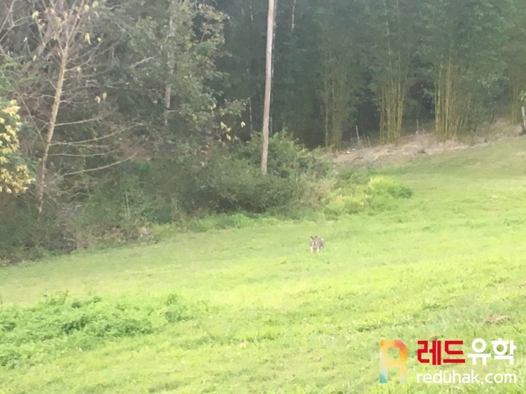 야생 캥거루 (1).jpg